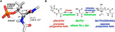 The effect of a methyl group on structure and function: Serine vs. threonine glycosylation and phosphorylation